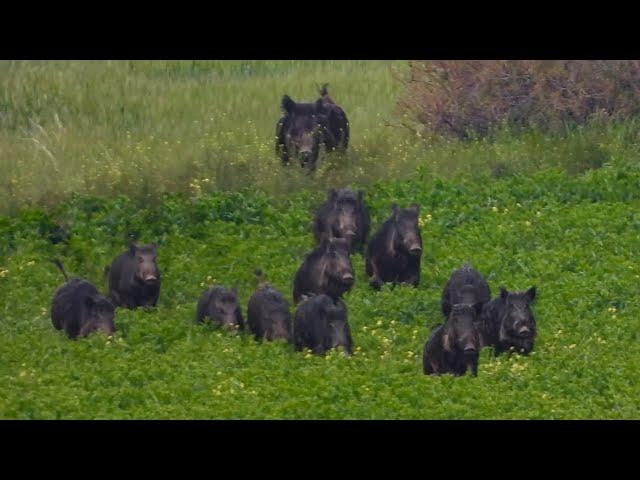 EPIC DRIVEN WILD BOAR HUNTING, BEST DRONE SCENES, BEST HUNTING VIDEOS #hunting #wildboar