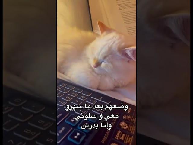 This is my situation with cats during the study