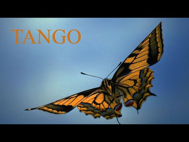 Tango "Butterfly". In Albanian. Танго "Бабочка". На албанском языке. Албанское танго Таке и Стамбола