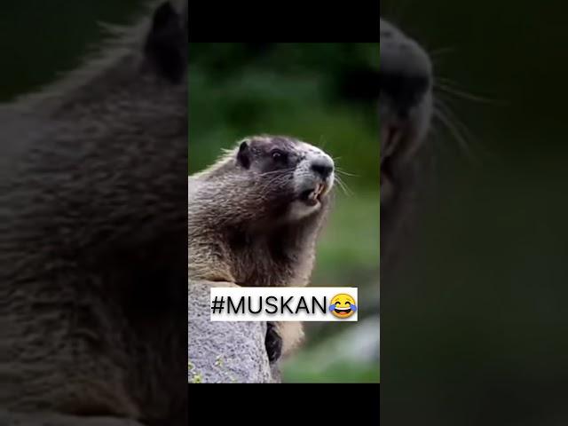 #muskan trending squirrelfunny  video#short #viralshort