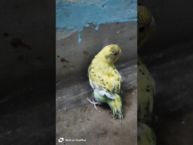 New Bird| #parrot #cute #cockatiel #pets #nature #love #like #like #foryou #yt #reels #shortsfeed