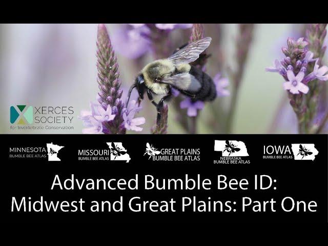 Advanced Bumble Bee ID: Midwest and Great Plains - Part One