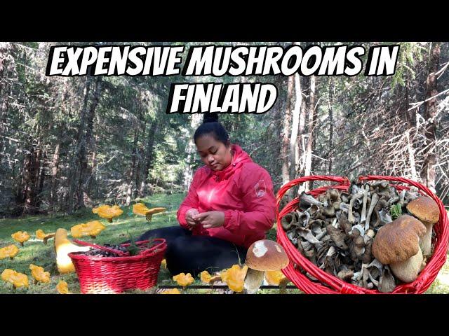 EXPENSIVE MUSHROOMS IN FINLAND || BLACK CHANTARELLES AND CHANTARELLES PICKING || THE LINDEMANS