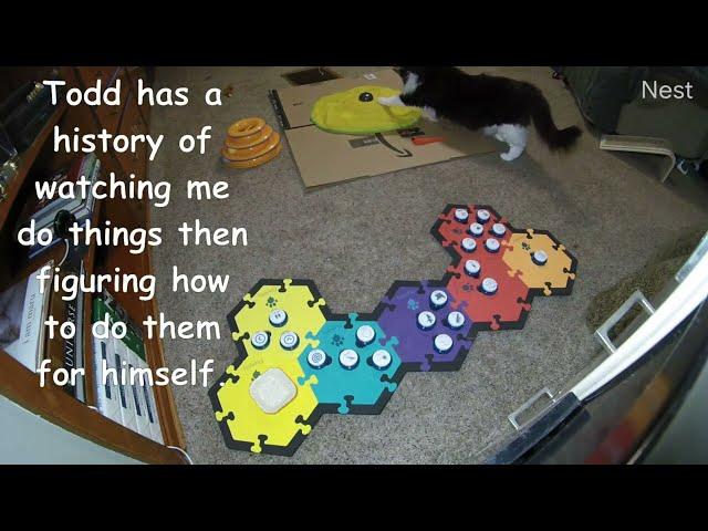 Todd Turns On Toys, Loads His Puzzle Box, And Invents Fetch - Can You Believe Todd Did This?! Part 4