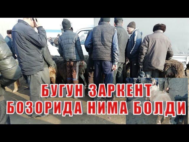 25-Феврал заркент новвослар ва кочкорлар нархлари