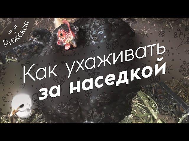 Как ухаживать за наседкой 