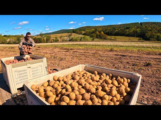 Harvesting 1000's Of Potatoes All By Hand