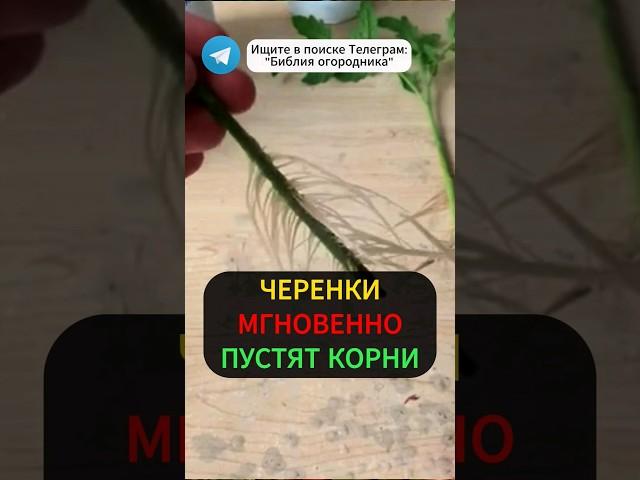 Любой Черенок Мгновенно Пускает Корни: Мощный Стимулятор Роста! #огород #дача #черенки #урожай #сад