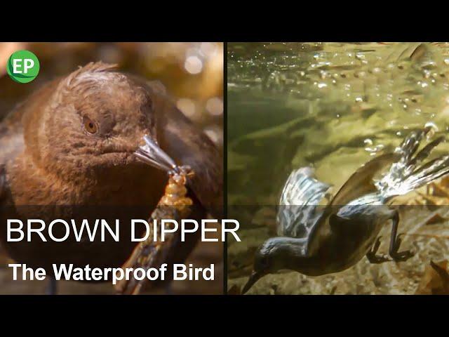 BROWN DIPPER - THE WATERPROOF BIRD | Diving and underwater hunting