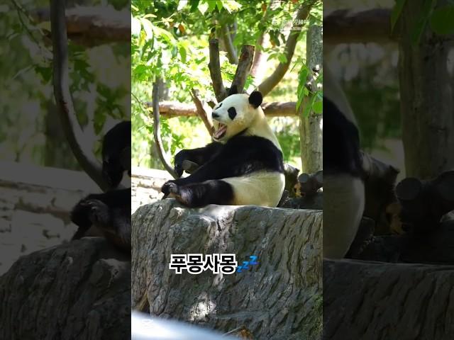 비몽사몽 계속 잠이와요 #푸바오 #판다 #fubao #귀여운동물 #바오패밀리