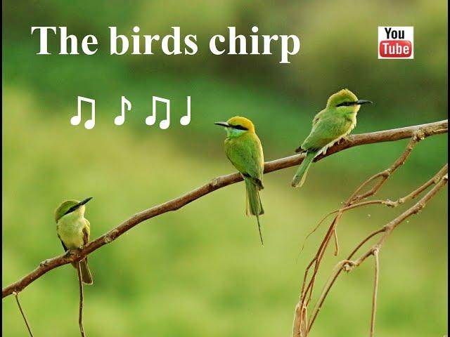 Tranquil Birdsong, 3 hours - Birds Chirping / Nature sounds / Natural Sound of birds singing