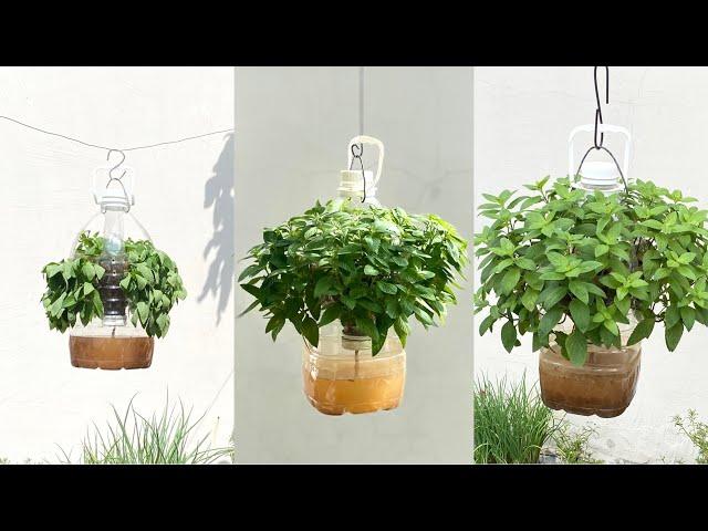 How to Grow Basil with Young Buds Without Watering at Home Simple and Easy
