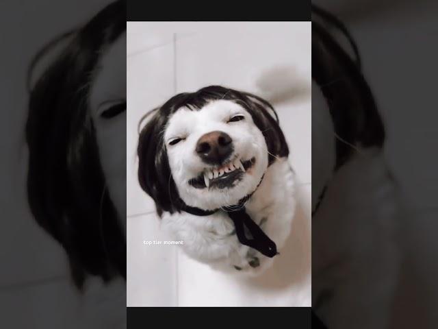 When your dog steals the wig...and your sanity! #Funnydogs #Viralpets #Animalcomedy