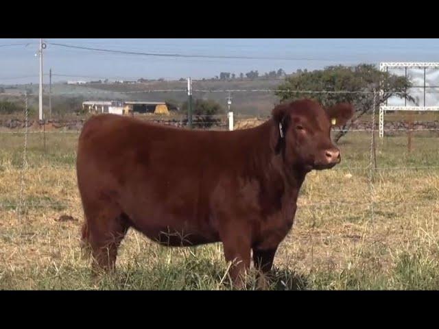 Subasta Bonanza Angus: Lote 1