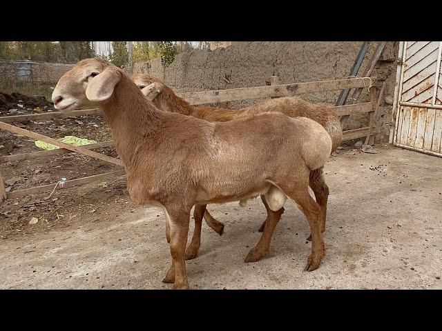 FOZILJONGA 200 kg BOLADIGAN QOZILAR KELDI 94-273-33-30.  99-435-33-30