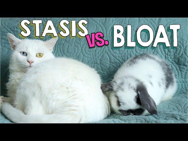 GI Stasis vs. Bloat in Rabbits | Save Your Bunny's Life!