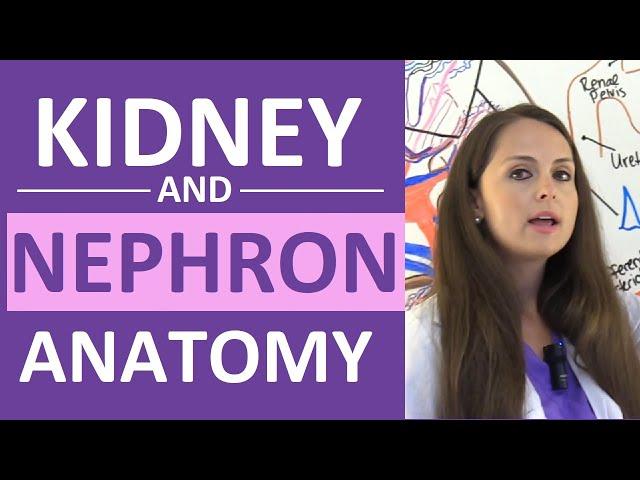 Kidney and Nephron Anatomy Structure Function | Renal Function System