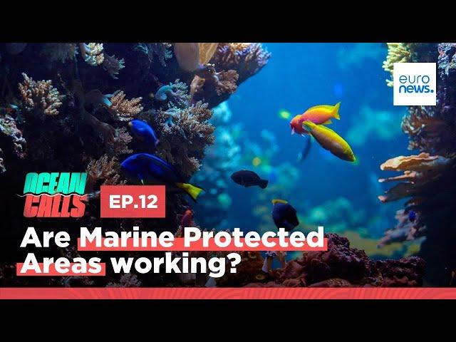 Are Marine Protected Areas working? | Ocean Calls Podcast EP12