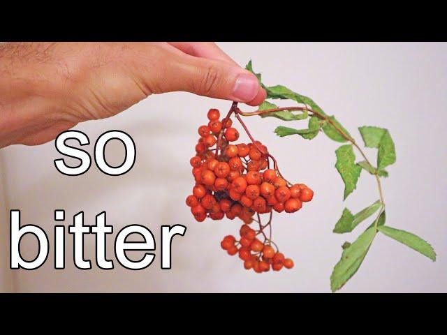 ROWAN BERRIES : Can I Make This Bitter Berry Taste GOOD? - Weird Fruit Explorer