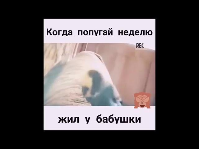 Отборные приколы 2019. РЖАЧ до СЛЕЗ.))))