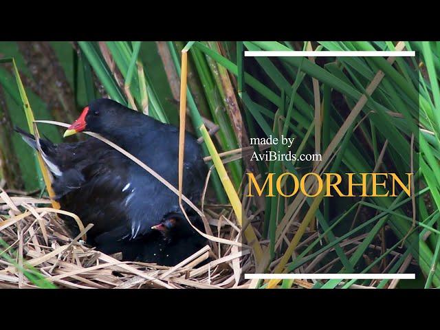 Moorhen [Marsh Hens]