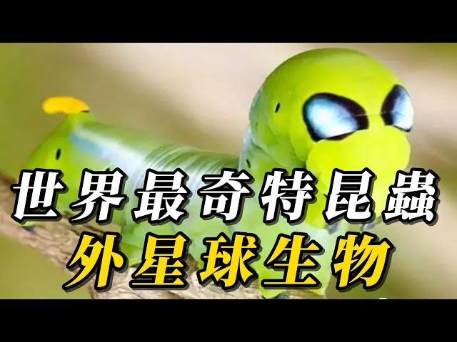 全世界最奇特的10種另類昆蟲，它堪比子彈！第壹名竟是外星人化身！#animals #野生动物 #科普 #野生生物 #野生動物 #动物 #涨知识