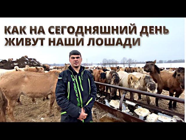 Чем мы сейчас их кормим? Башкирская порода лошадей/ КФХ Идиятуллин