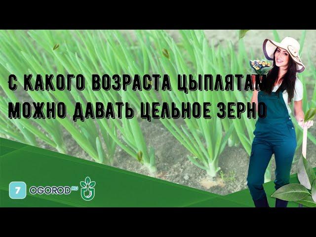 С какого возраста цыплятам можно давать цельное зерно