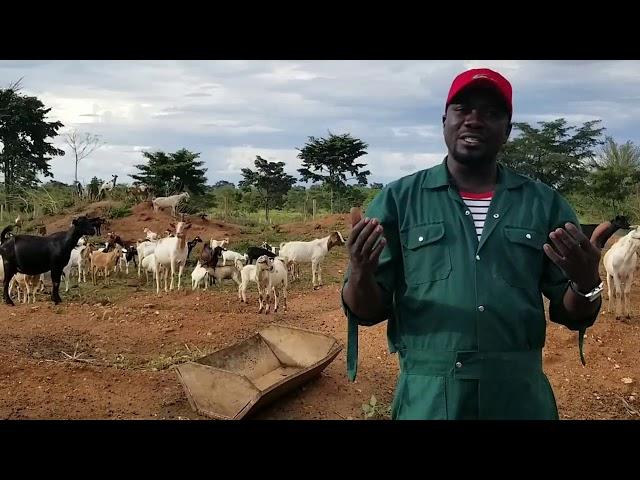 The best goat management