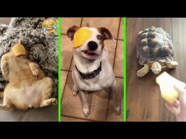 Slice of cheese thrown on pets face (dogs, cats and turtle;)