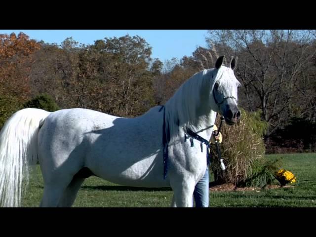 World Champion Hadidi (Norus x Hebet Allah) Grey Straight Egyptian Arabian Stallion | Two Silos Farm