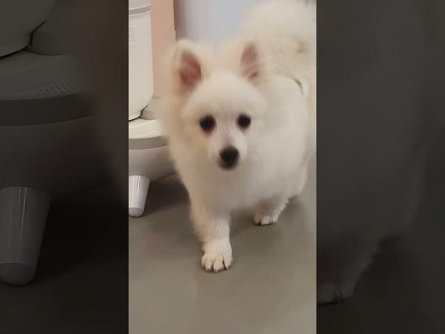 a collection of cat dogs  강아지 고양이 모음집