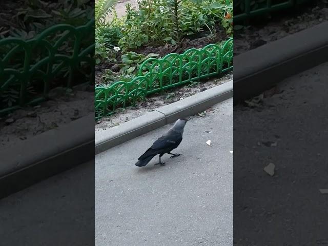 Чёрный ворон. Владимир. Кошка хлеба