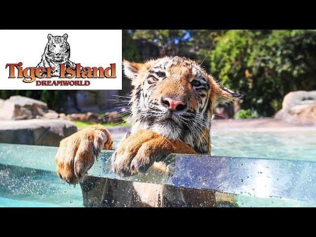 Tiger Island - Dream World - 4K - Bengal & Sumatran Tigers - Sony AX53