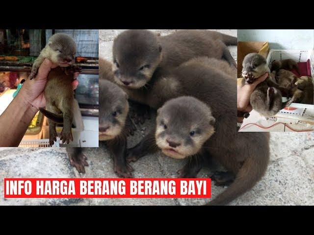 INFO HARGA BERANG BERANG BAYI