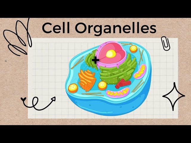 Cell Organelles and Structures - A Tour of the Cell