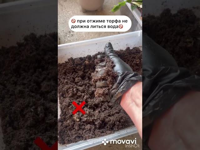 Укореняем черенки в почвобрикет из ФИКСПРАЙС 🪴🪴🪴#укоренение #rooting