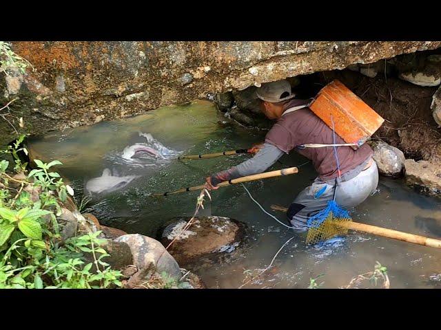 baboon baboon fish small river || electrocute fish in shallow rivers