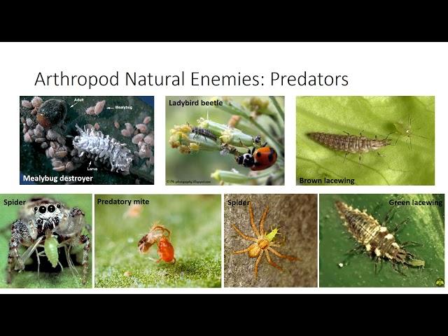 Biological Control of Pests