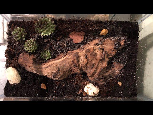 Harpegnathos venator natural nest #1