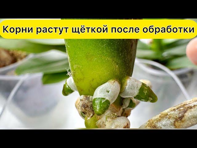 Быстро НАРАСТИТЬ КОРНИ орхидеи / Реанимация орхидеи без корней