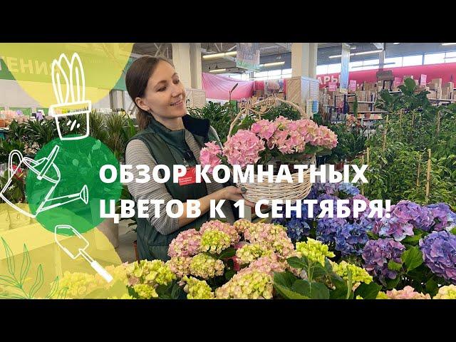 Обзор комнатных цветов к 1 сентября!  Рассказываем какие цветы подарить учителю!