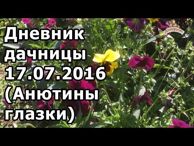 Дневник дачницы 17.07.2016 (Анютины глазки)