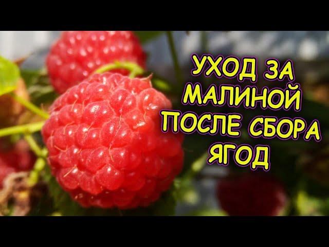 Три рекомендации по уходу за малиной  после сбора ягод. Малина выращивание и уход после сбора ягоды.