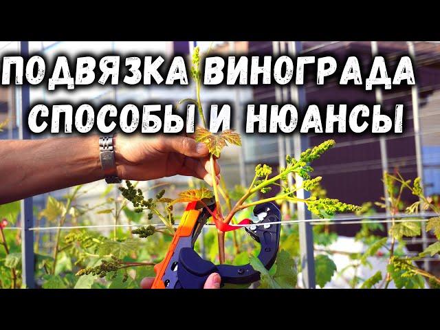 Подвязка винограда - способы и нюансы!