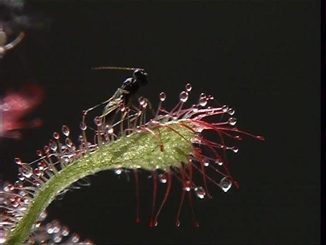 Deadliest and hungry plants | Carnivorous plants | insect eating plants