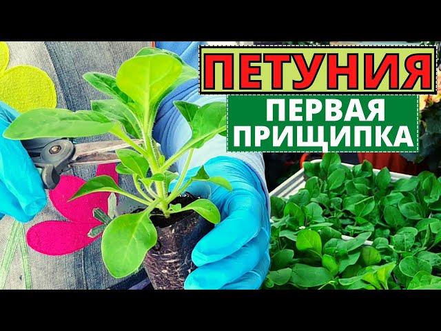 Как сделать первую ПРИЩИПКУ ПЕТУНИИ? Можно ли прищипнуть главный стебель?