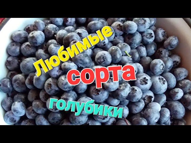 Самые ВКУСНЫЕ сорта голубики. 2023 г.