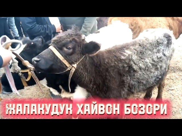 АНДИЖОН ЖАЛАКУДУК ХАЙВОН БОЗОР НАРХЛАРИ