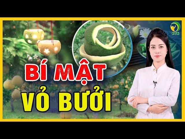 8 công dụng chữa bệnh từ vỏ bưởi - KHỎE TỰ NHIÊN